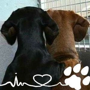 Meet your Posher, Sandy